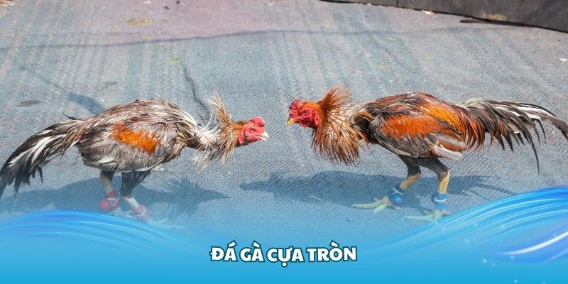 Đá gà cựa tròn là phân loại hàng đầu được lựa chọn cực nhiều